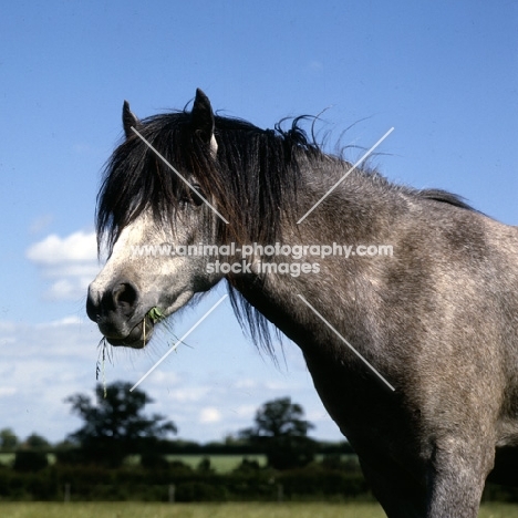 welsh mountain pony with grass in mouth