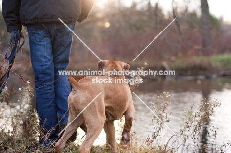 Boxer with owner