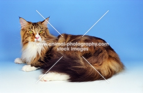 Classic Tabby and White Maine Coon, lying down