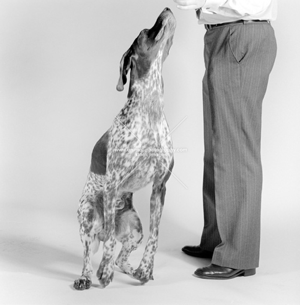 german shorthaired pointer, looking up to owner