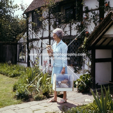 lady carrying chihuahuas, two in carrying box