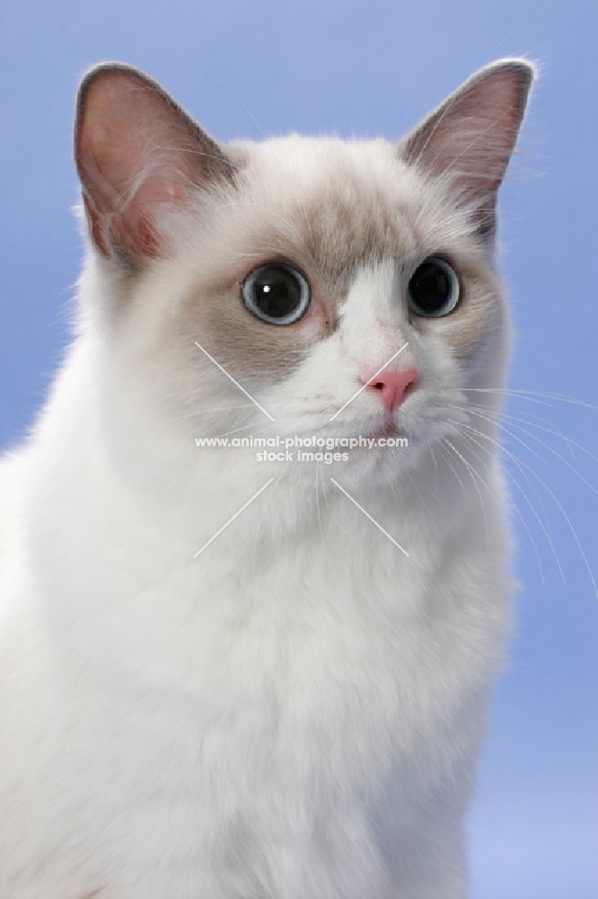 blue point Ragdoll