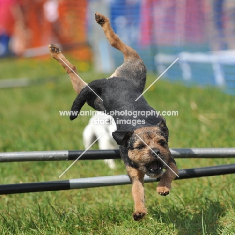 hurdle racing competition