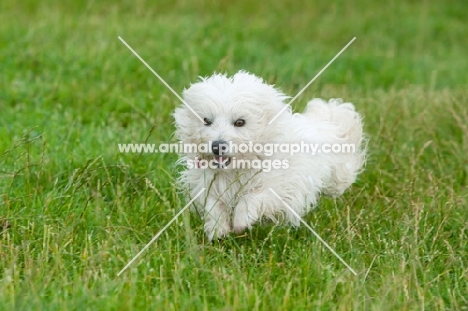 fluffy cross bred dog