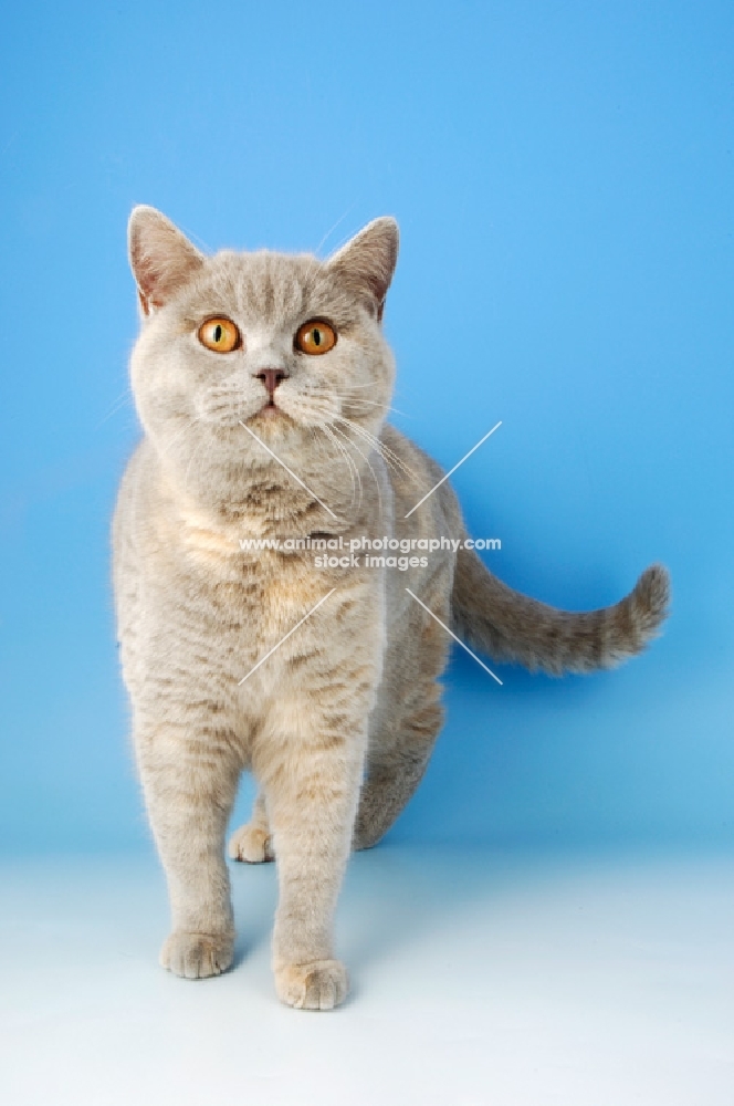 blue cream british shorthair cat front view