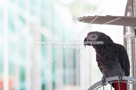 African Grey Parrot