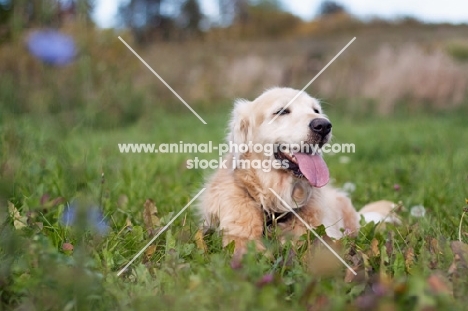 Golden Retriever outdoors, lying down in grass