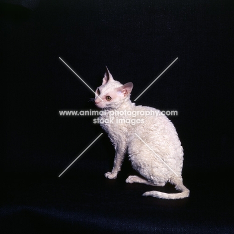 cornish rex cat contemplating 