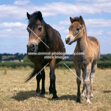 Exmoor mare and foal