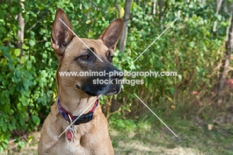 Belgian Malinois Mixed Breed Dog with greenery in the background.