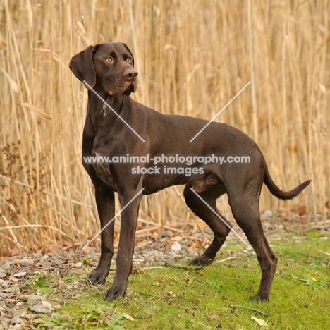 German Pointer side view