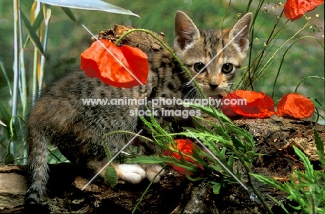 non pedigree tabby kitten with poppies