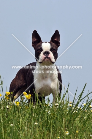 Boston Terrier