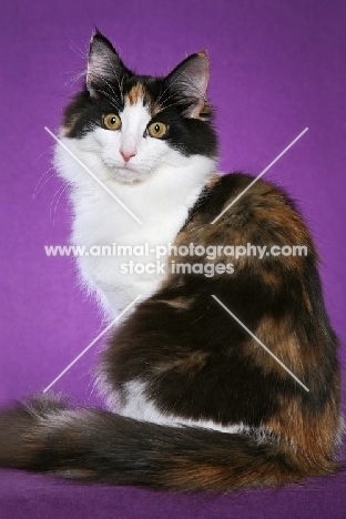 Norwegian Forest Cat on purple background, back view