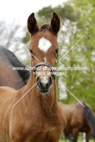 thoroughbred foal