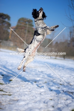 black and white springer jumping in a snowy environment