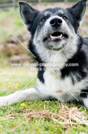 Husky Crossbreed