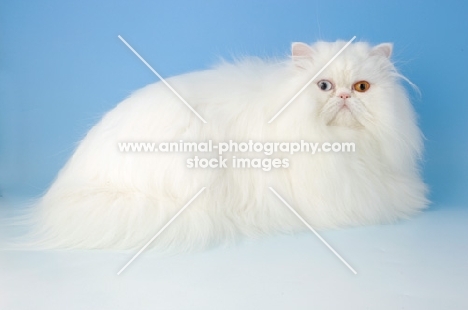 odd eyed white Persian, fluffy