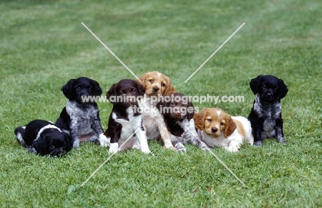 group of seven brittany puppies in line in the garden