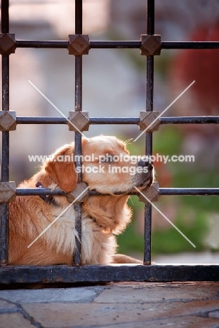 Golden Retriever resting on fence