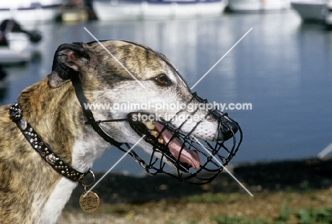 retired greyhound wearing muzzle