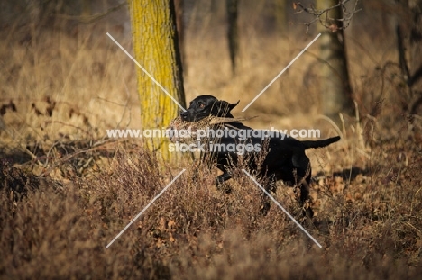 black labrador retriever retrieving pheasant in a field