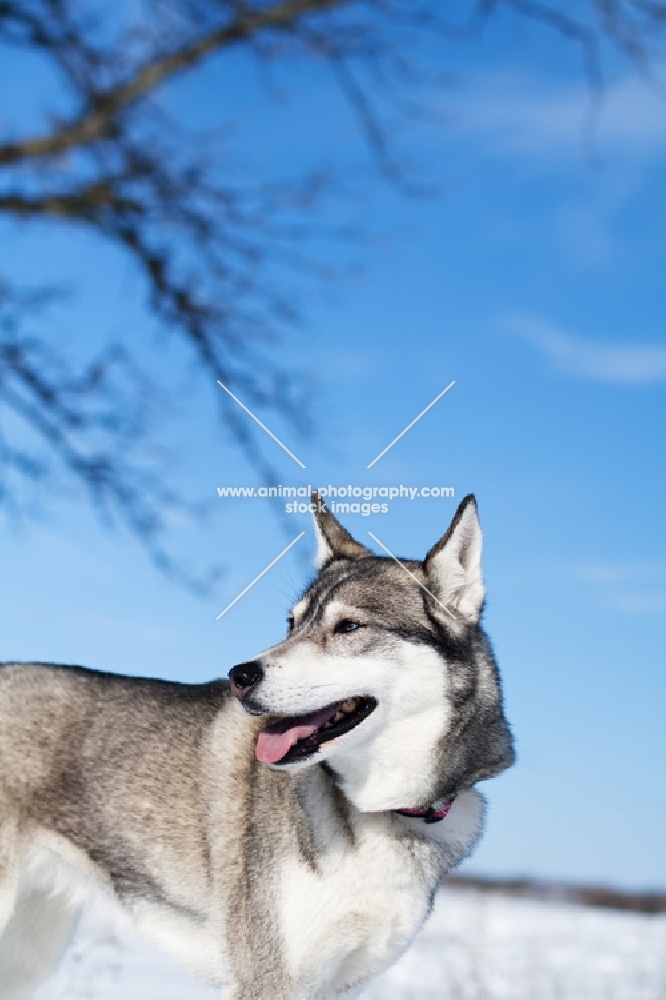 Husky standing under tree in winter