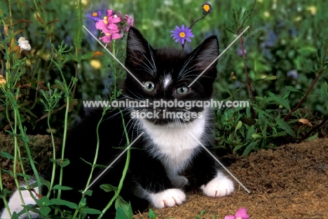 black and white kitten with flowers