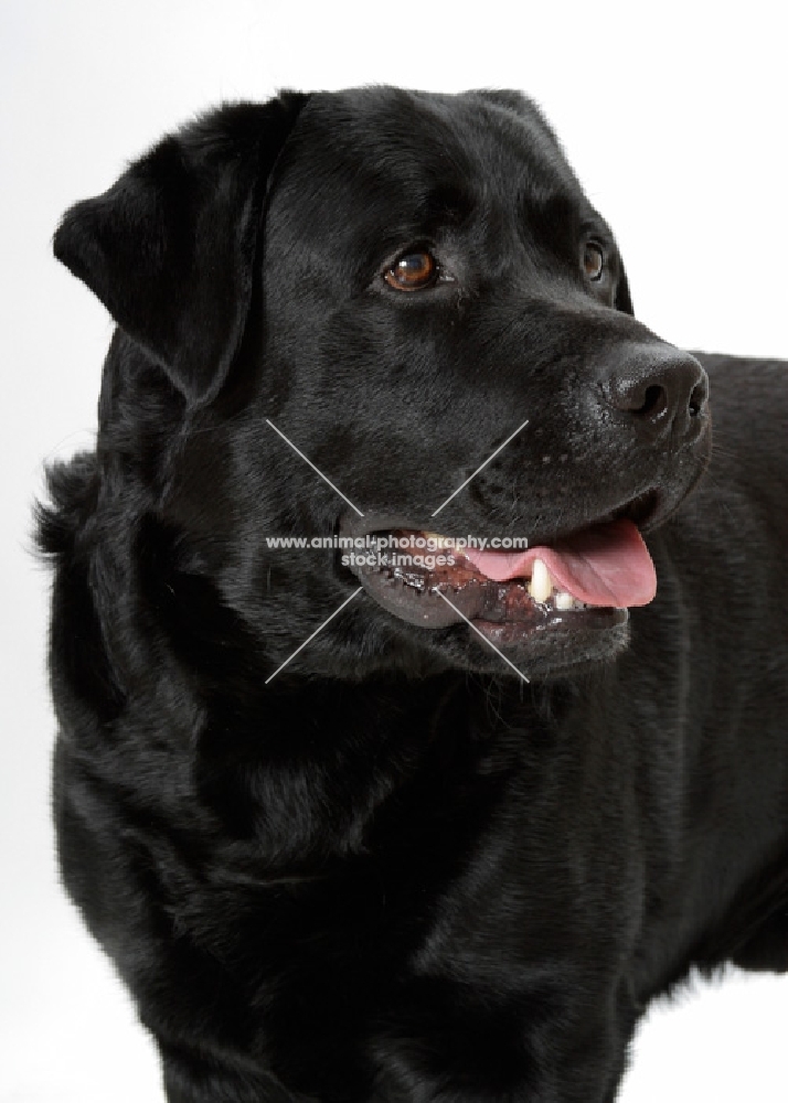 black Labrador Retriever on white background, looking away