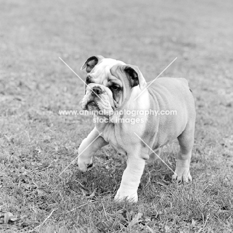 bulldog puppy with one paw up