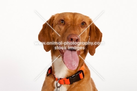 Viszla mix breed dog portrait