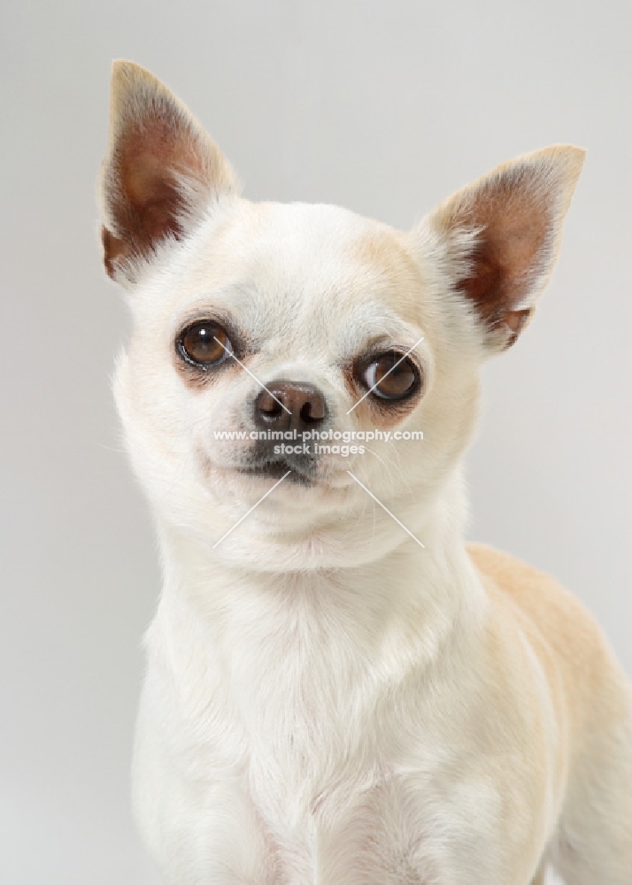 White & Cream Australian Gr Champion Chihuahua Smooth, portrait