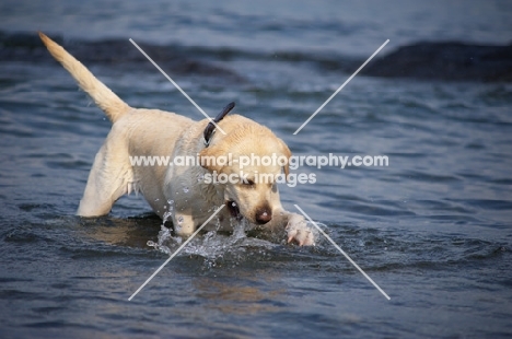 cream labrador retriever playing with waves in a lake