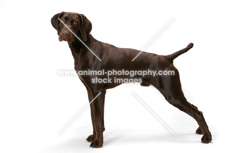 Australian Champion German Shorthaired Pointer on white background