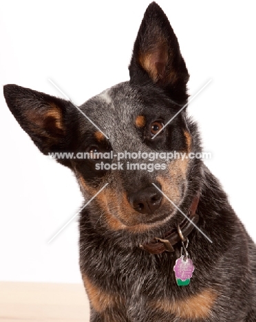 Australian Cattle Dog, head study