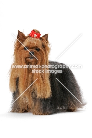 Australian Grand Champion Yorkshire Terrier in studio