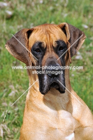 Great Dane portrait