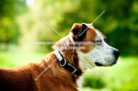 Boxer x Terrier dog, profile