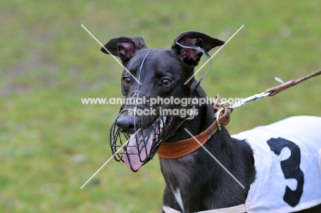 Greyhound, ready to race