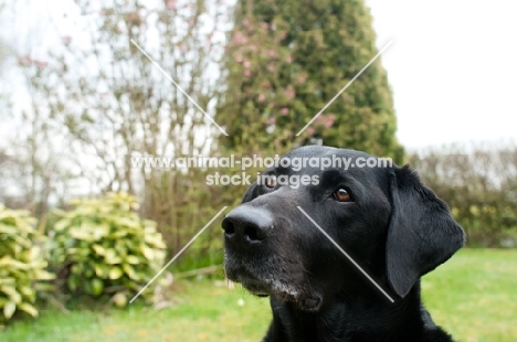 Headshot of a Labrador in the garden