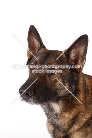 German Shepherd Dog looking away