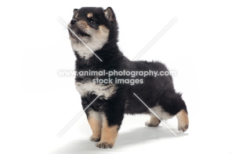 Shiba Inu puppy, black and tan colour, looking up