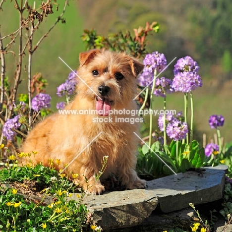 Norfolk Terrier near flowers