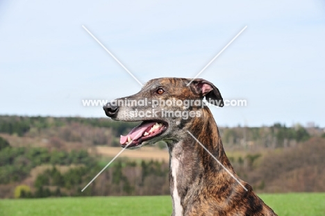 Greyhound profile