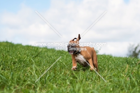 Boxer puppy running on grass