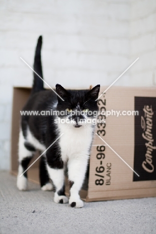 black and white Household cat near box