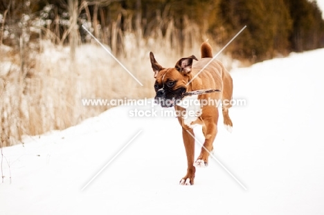 Boxer running down path with stick