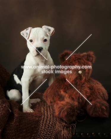 American Pit Bull Terrier puppy with toy