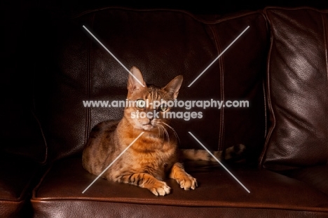 Bengal lying down on leather couch