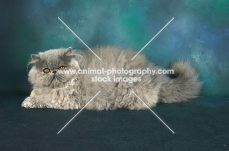 blue cream Persian